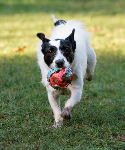 Ball, Dog, Dogs, Jack Russell Terrier, Play, Playing, Playtime, Ringo, Run, Running, Terriers