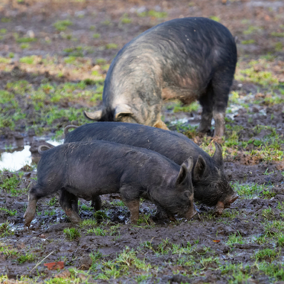 Berkshire, Pig, Piglet, Piglets, Pigs, Play, Playing, Stick