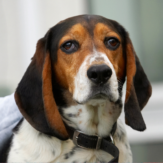 Bassett, Dog, Dogs, Head, Hound, Hounds, Humph, Humphrey, Play, Playing, Playtime, Portrait, Pose, Posing