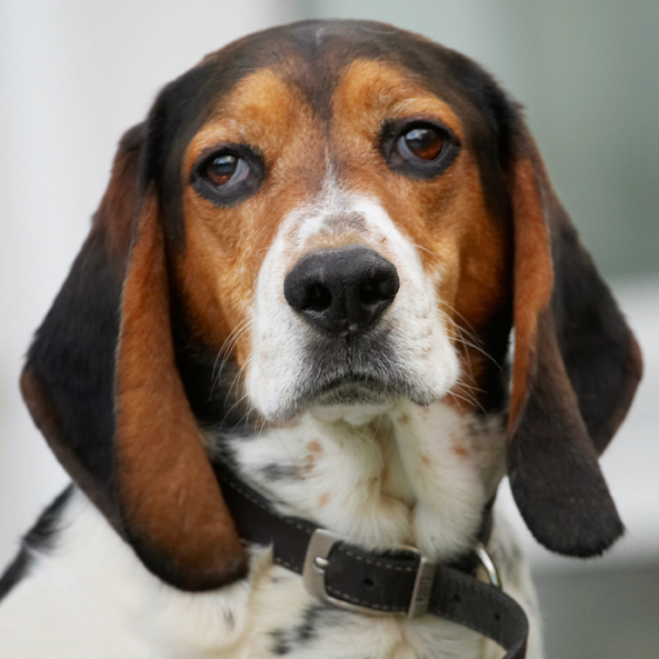 Bassett, Dog, Dogs, Head, Hound, Hounds, Humph, Humphrey, Play, Playing, Playtime, Portrait, Pose, Posing