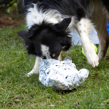 Border Collie, Christmas, Collies, Gifts, Open, Opening, Paper, Play, Playing, Playtime, Presents, Stinky, Tree, Wrapping