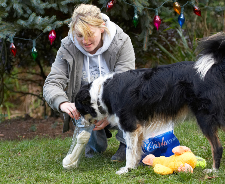 Collies, Opening, Paper, Play, Playing, Playtime, Presents, Smile, Smiling, Stinky, Tree, Woman, Blonde, Border Collie, Christmas, Wrapping, Duck, Gifts, Kate, Open