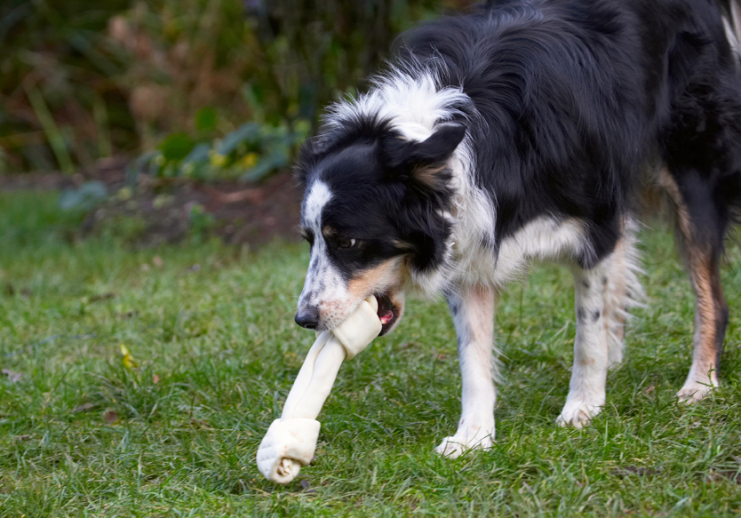 Bone, Border Collie, Christmas, Collies, Gifts, Paper, Play, Playing, Playtime, Presents, Stinky, Tree, Wrapping