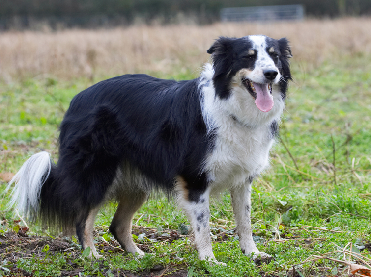 Border Collie, Collies, Dog, Dogs, Play, Playing, Playtime, Stinky, Tongue