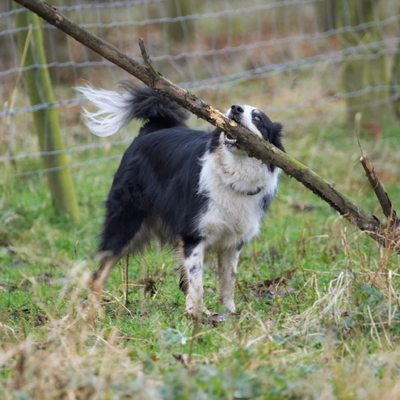 Ha, no stick is too big for me