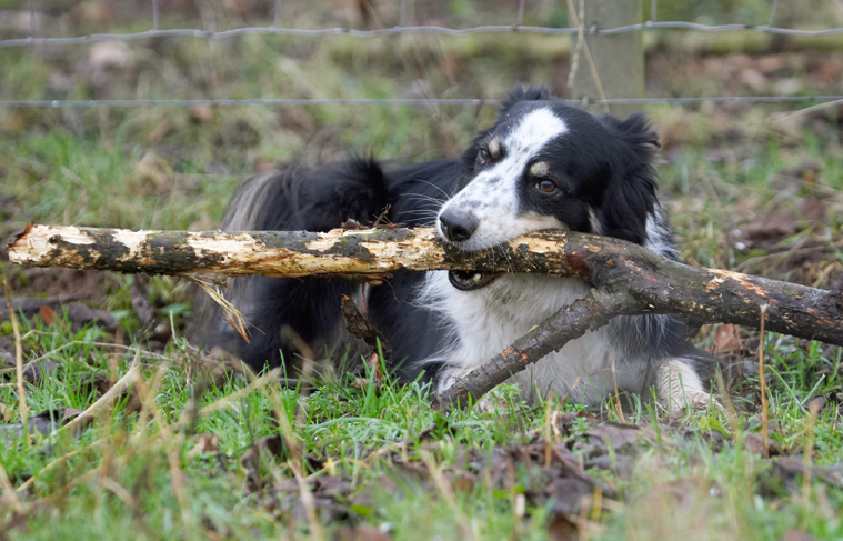 Hey, I'm good at this stick whittling