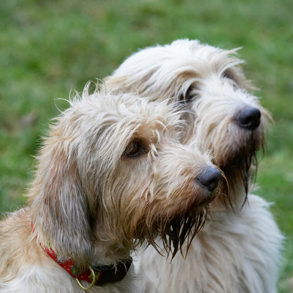 Alfie, Dog, Dogs, Grand Vendeen Bassett Hound, Hounds, Libbie