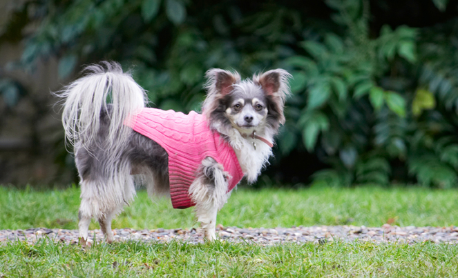 Chihuahuas, Dog, Dogs, Longhaired Chihuahua, Matt, Rose