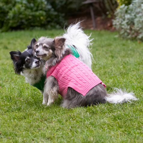 Chihuahuas, Dog, Dogs, Longhaired Chihuahua, Matt, Rose