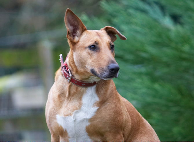 Dog, Dogs, English Bull Terrier, Ruby, Staffordshire, Terriers
