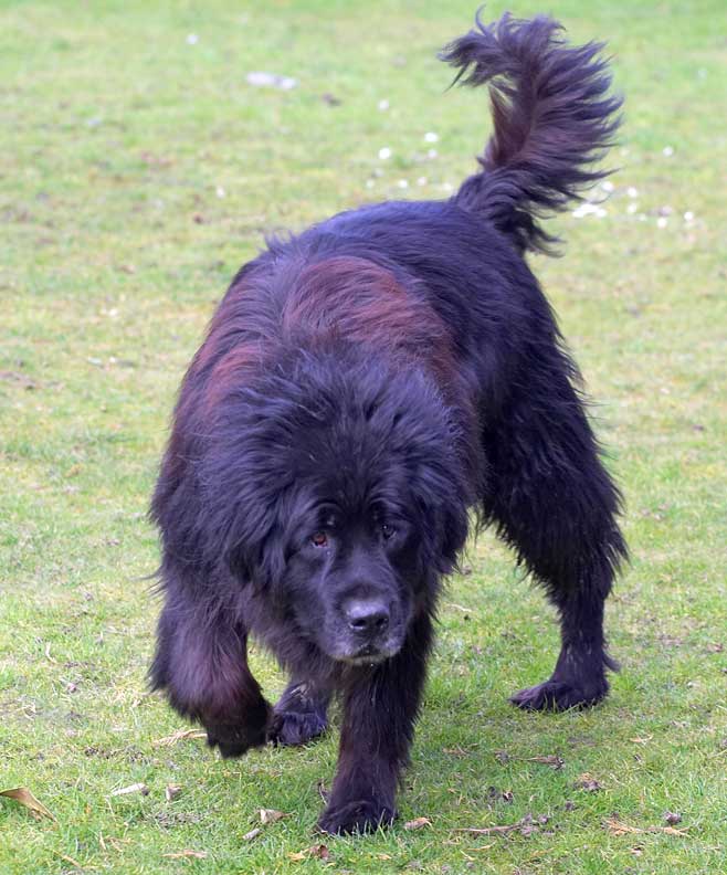 Jemma the Newfoundland