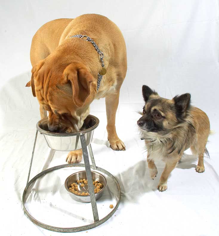 Brutus and Pee Pee Having Their Dinner