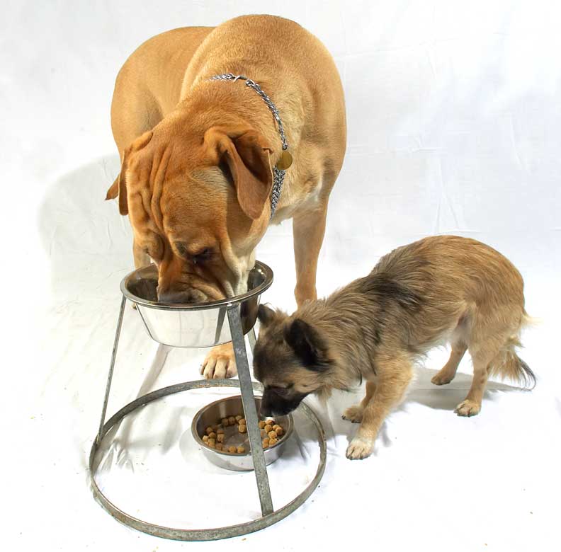 Brutus and Pee Pee Having Their Dinner