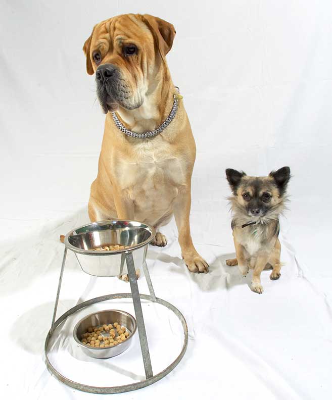 Brutus and Pee Pee Ready to Have Dinner