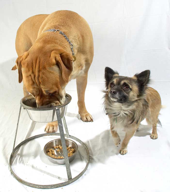 Brutus and Pee Pee Having Dinner