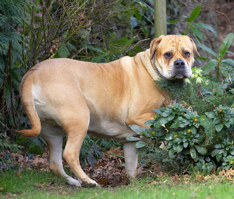 Brutus