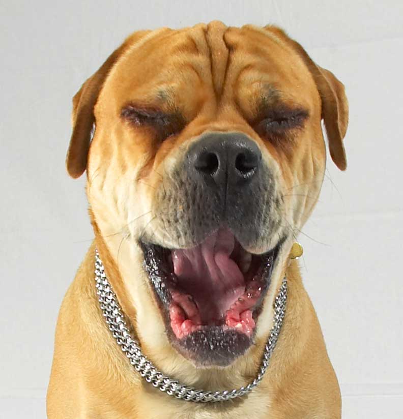 Brutus Yawning