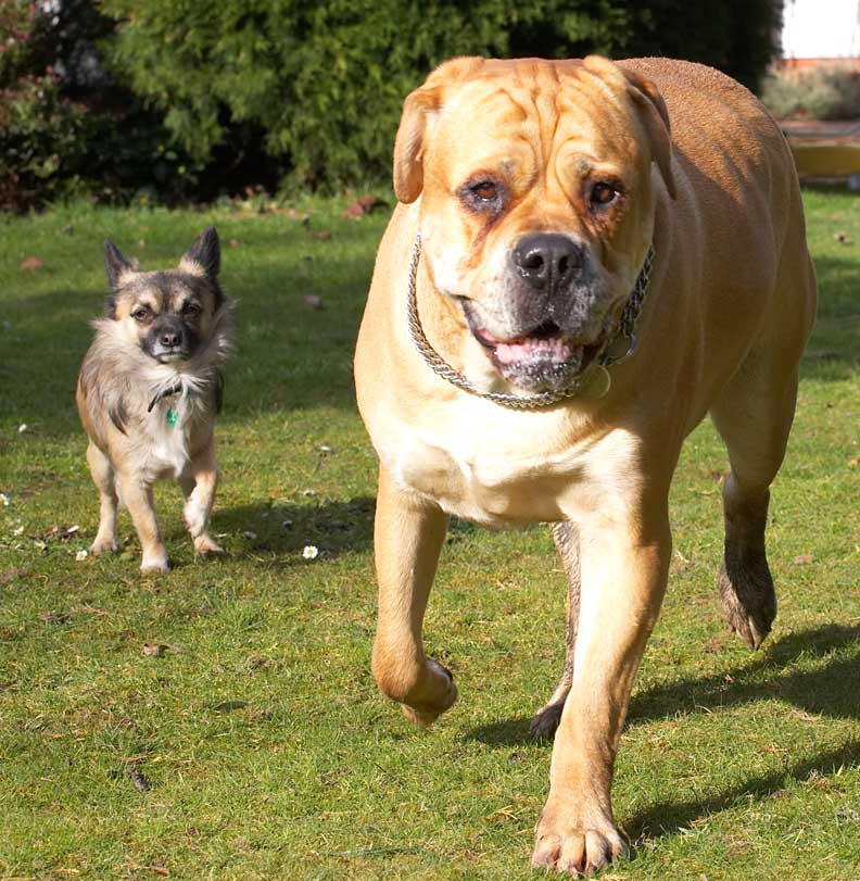 Here Come Pee Pee and Brutus