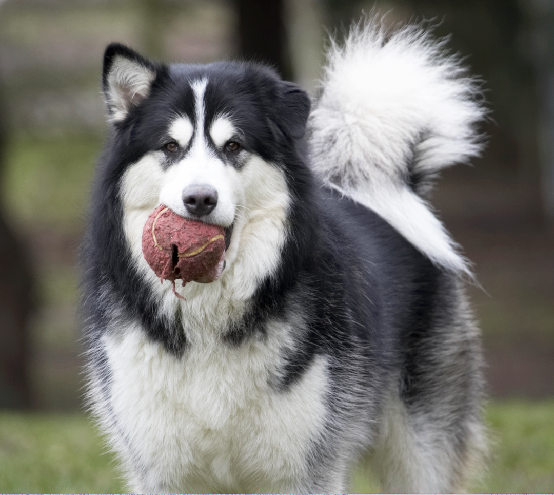 Wanna play ball?