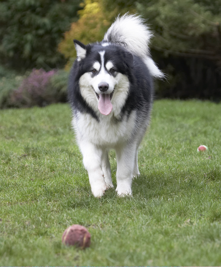 Ball, Baxter, Dog, Dogs, Malamute, Play, Playing, Playtime, Tongue