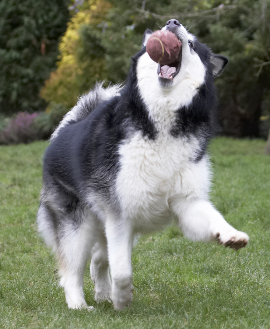 Ball, Baxter, Dog, Dogs, Leap, Leaping, Malamute, Play, Playing, Playtime