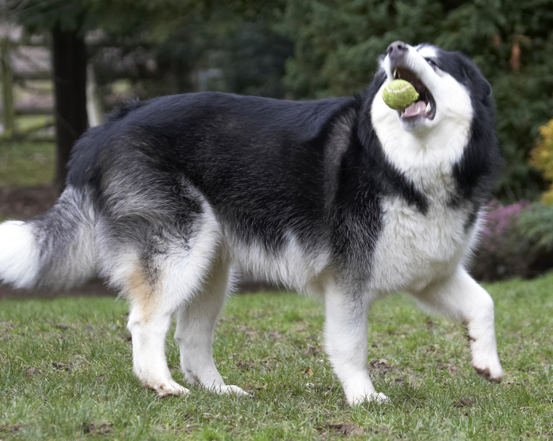 Ball, Baxter, Catch, Catching, Dog, Dogs, Malamute, Play, Playing, Playtime