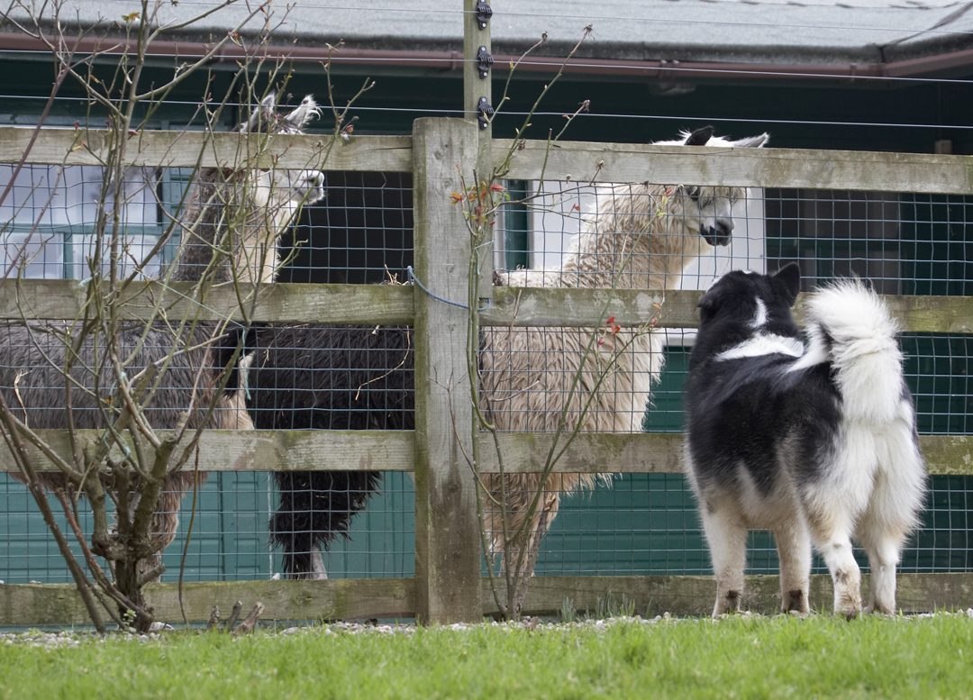 Alpacas, Baxter, Dog, Dogs, Malamute, Play, Playing, Playtime
