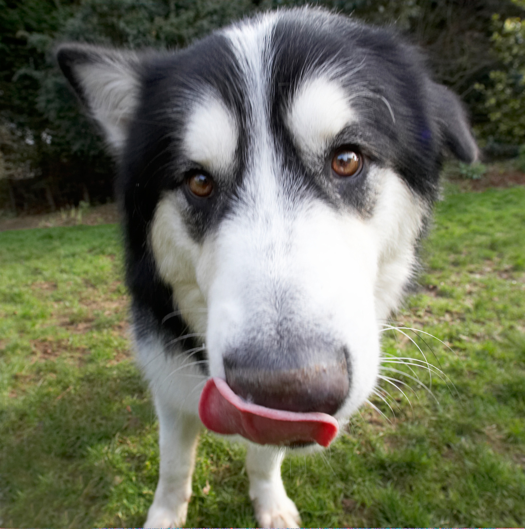 Baxter, Dog, Dogs, Malamute, Play, Playing, Playtime, Tongue