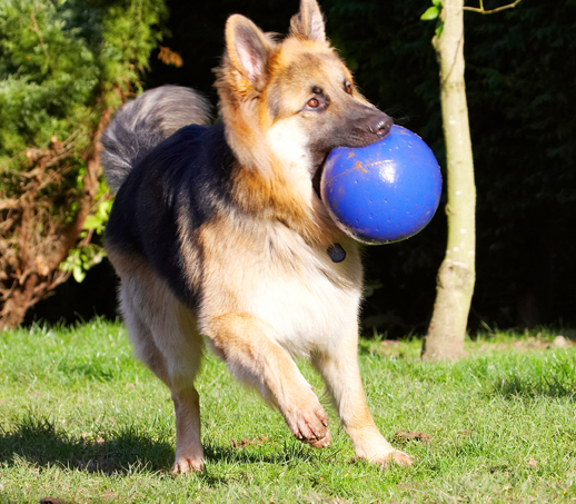 Alsatian, Alsatians, Animal, Animals, Ball, Canine, Canines, Dog, Dogs, Gatsby, German Shepherd, Land Mammal, Land Mammals, Play, Playing, Playtime, Terrestrial Mammal, Terrestrial Mammals