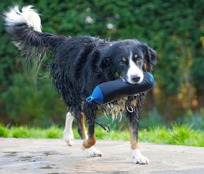 Animal, Animals, Canine, Canines, Collie, Collies, Dog, Dogs, Jake, Land Mammal, Land Mammals, Play, Playing, Playtime, Terrestrial Mammal, Terrestrial Mammals