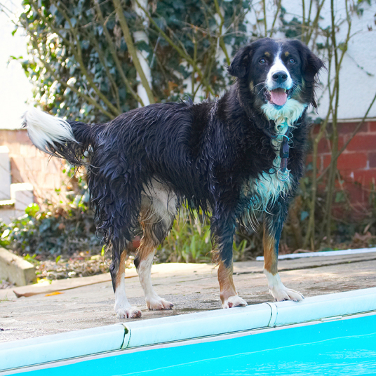Animal, Animals, Canine, Canines, Collie, Collies, Dog, Dogs, Jake, Land Mammal, Land Mammals, Play, Playing, Playtime, Pool, Swimming, Terrestrial Mammal, Terrestrial Mammals, Tongue, Water