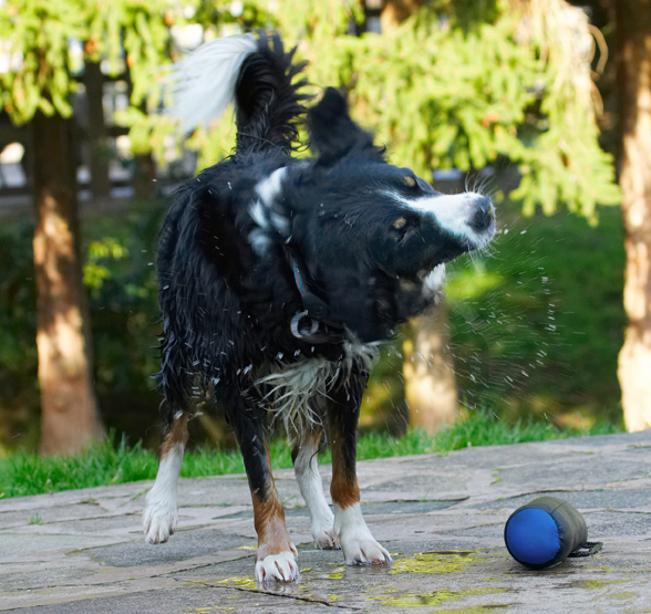 Animal, Animals, Canine, Canines, Collie, Collies, Dog, Dogs, Jake, Land Mammal, Land Mammals, Play, Playing, Playtime, Shake, Shaking, Spin, Terrestrial Mammal, Terrestrial Mammals