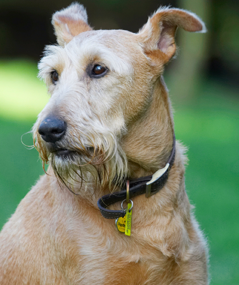 Animal, Animals, Canine, Canines, Dog, Dogs, Irish Terrier, Land Mammal, Land Mammals, Play, Playing, Playtime, Terrestrial Mammal, Terrestrial Mammals, Terriers, Tintin