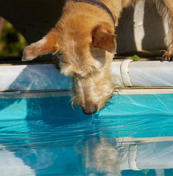 Animal, Animals, Canine, Canines, Dog, Dogs, Irish Terrier, Land Mammal, Land Mammals, Play, Playing, Playtime, Pool, Reflection, Swimming, Terrestrial Mammal, Terrestrial Mammals, Terriers, Tintin, Water
