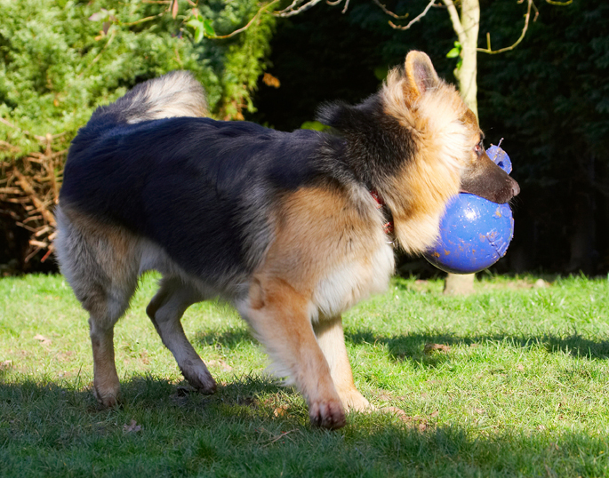 Alsatian, Alsatians, Animal, Animals, Ball, Canine, Canines, Dog, Dogs, Gatsby, German Shepherd, Land Mammal, Land Mammals, Play, Playing, Playtime, Terrestrial Mammal, Terrestrial Mammals