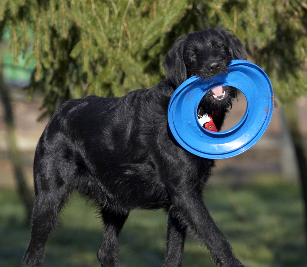 Animal, Animals, Canine, Canines, Dog, Dogs, Fizz, Frisbee, Labradoodle, Land Mammal, Land Mammals, Play, Playing, Terrestrial Mammal, Terrestrial Mammals