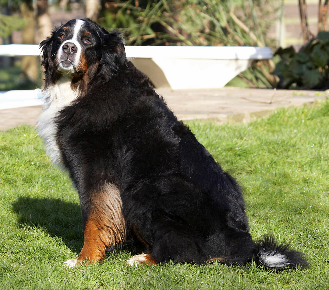 Animal, Animals, Bernese, Canine, Canines, Dog, Dogs, Land Mammal, Land Mammals, Mountain, Murphy, Play, Playing, Playtime, Sit, Sitting, Terrestrial Mammal, Terrestrial Mammals