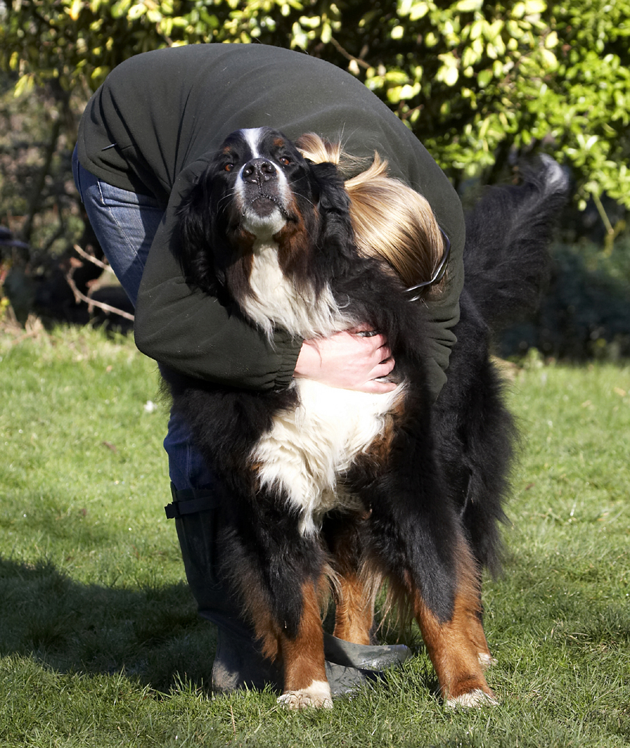 Animal, Animals, Becky, Bernese, Blonde, Canine, Canines, Dog, Dogs, Land Mammal, Land Mammals, Mountain, Murphy, Play, Playing, Playtime, Terrestrial Mammal, Terrestrial Mammals, Woman