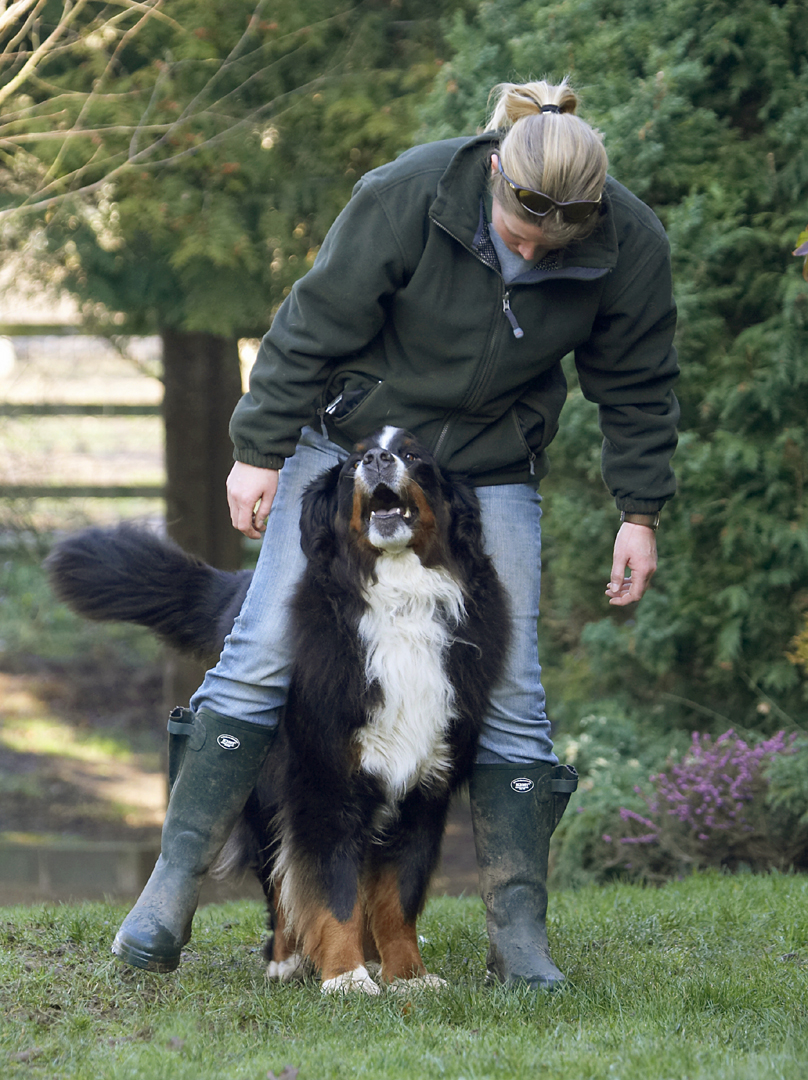 Animal, Animals, Becky, Bernese, Blonde, Canine, Canines, Dance, Dancing, Dog, Dogs, Land Mammal, Land Mammals, Mountain, Murphy, Play, Playing, Playtime, Terrestrial Mammal, Terrestrial Mammals, Woman