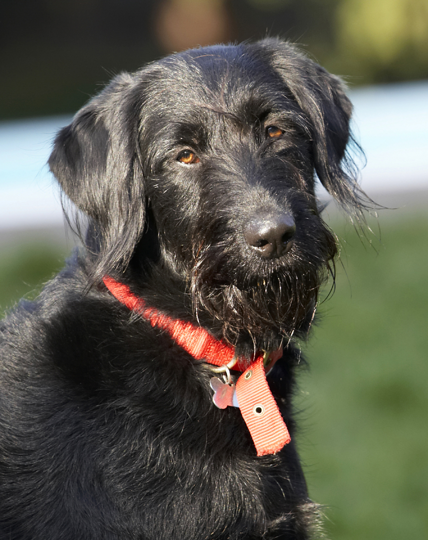 Animal, Animals, Canine, Canines, Dog, Dogs, Fizz, Labradoodle, Land Mammal, Land Mammals, Play, Playing, Terrestrial Mammal, Terrestrial Mammals