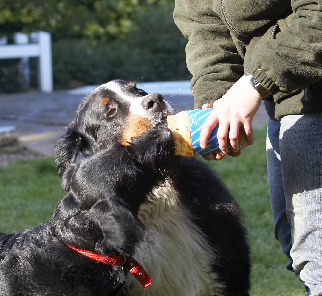 Animal, Animals, Bernese, Best, Butter, Canine, Canines, Dog, Dogs, Fizz, Friends, Labradoodle, Land Mammal, Land Mammals, Mountain, Murphy, Peanut, Play, Playing, Playtime, Terrestrial Mammal, Terrestrial Mammals