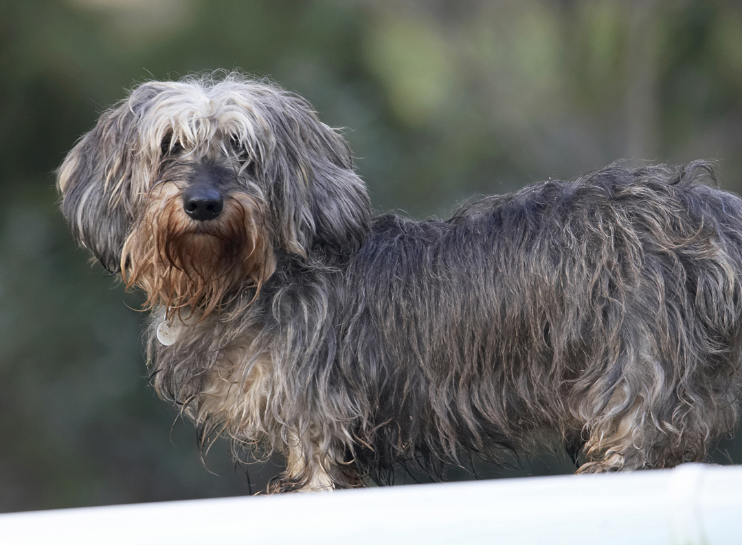 Animal, Animals, Canine, Canines, Daschund, Daschunds, Dog, Dogs, Dudley, Land Mammal, Land Mammals, Miniature, Play, Playing, Playtime, Terrestrial Mammal, Terrestrial Mammals, Wirehaired