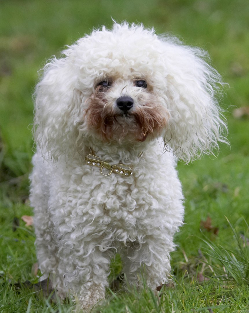 Animal, Animals, Bichon frise, Canine, Canines, Dog, Dogs, Land Mammal, Land Mammals, Morgan, Play, Playing, Playtime, Terrestrial Mammal, Terrestrial Mammals