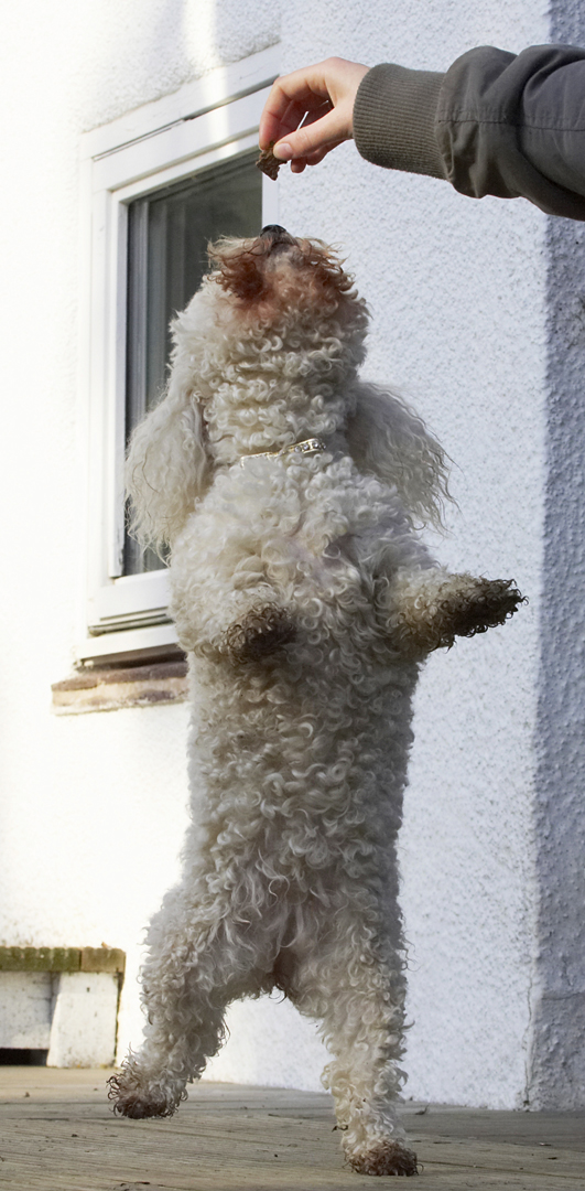 Animal, Animals, Bichon, Canine, Canines, Dance, Dancing, Dog, Dogs, Frise, Jump, Jumping, Land Mammal, Land Mammals, Leap, Leaping, Morgan, Play, Playing, Playtime, Terrestrial Mammal, Terrestrial Mammals