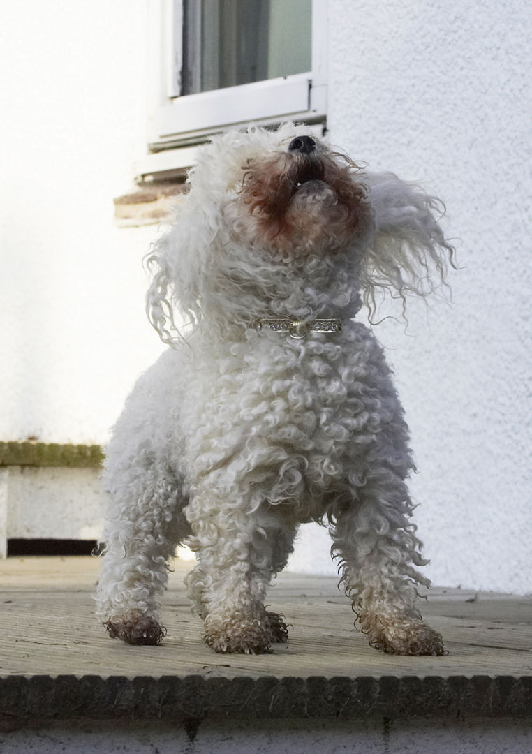 Animal, Animals, Bichon, Canine, Canines, Dog, Dogs, Frise, Land Mammal, Land Mammals, Morgan, Play, Playing, Playtime, Terrestrial Mammal, Terrestrial Mammals