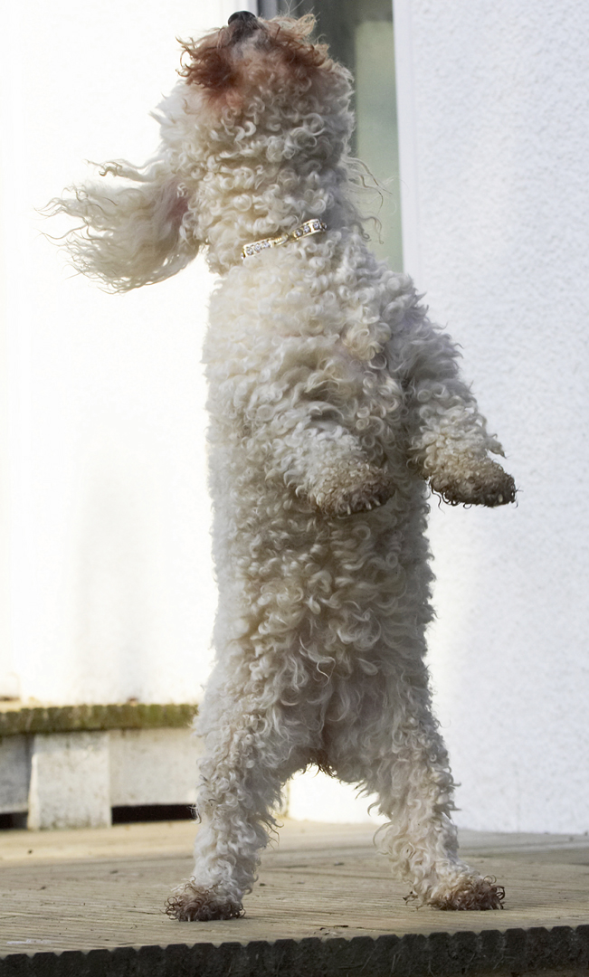 Animal, Animals, Bichon, Canine, Canines, Dog, Dogs, Frise, Jump, Jumping, Land Mammal, Land Mammals, Leap, Leaping, Morgan, Play, Playing, Playtime, Terrestrial Mammal, Terrestrial Mammals