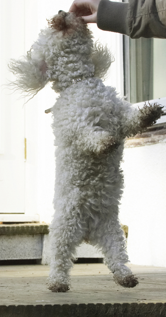 Animal, Animals, Bichon, Canine, Canines, Dance, Dancing, Dog, Dogs, Frise, Jump, Jumping, Land Mammal, Land Mammals, Leap, Leaping, Morgan, Play, Playing, Playtime, Terrestrial Mammal, Terrestrial Mammals