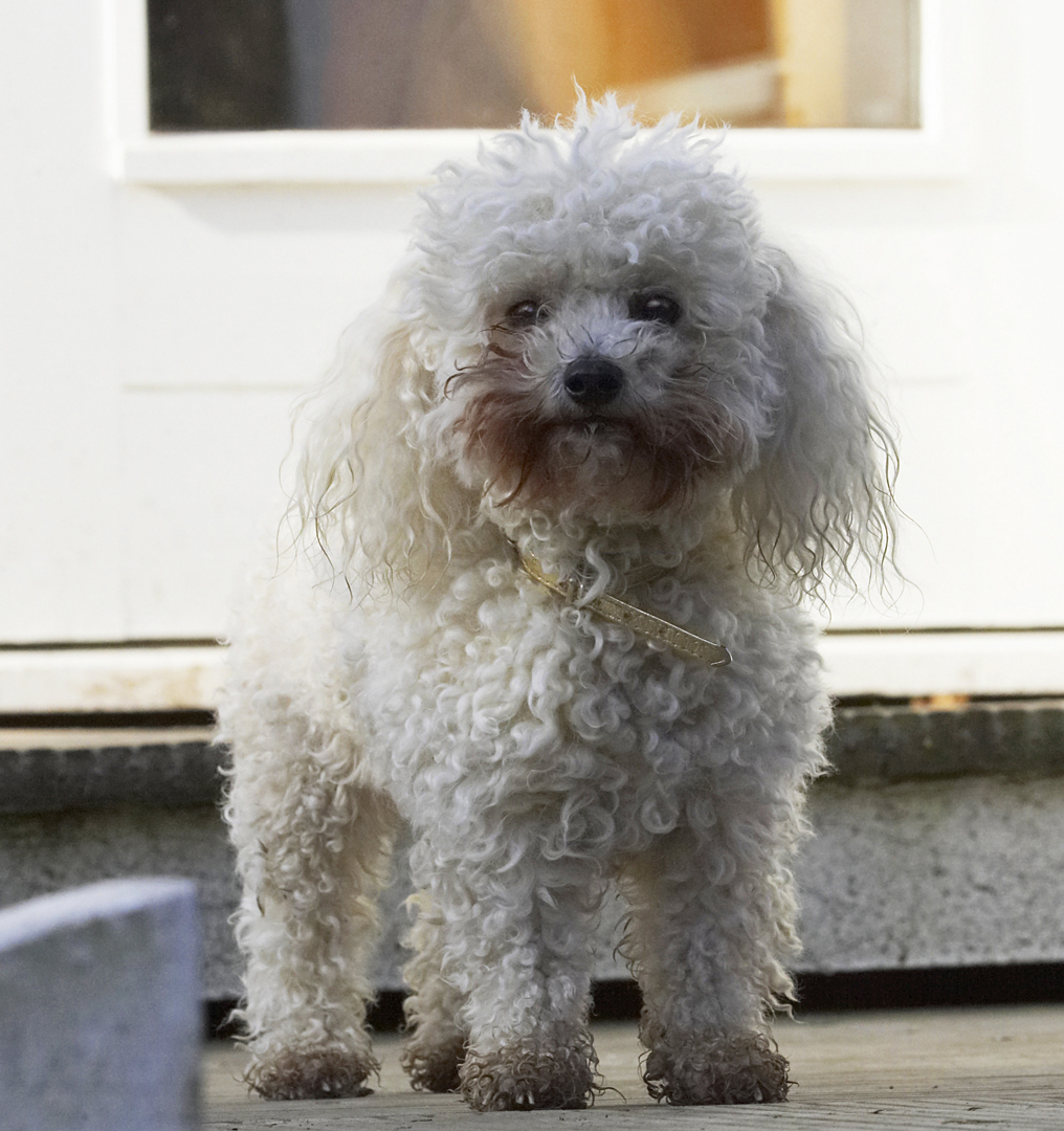Animal, Animals, Bichon, Canine, Canines, Dog, Dogs, Frise, Land Mammal, Land Mammals, Morgan, Play, Playing, Playtime, Terrestrial Mammal, Terrestrial Mammals