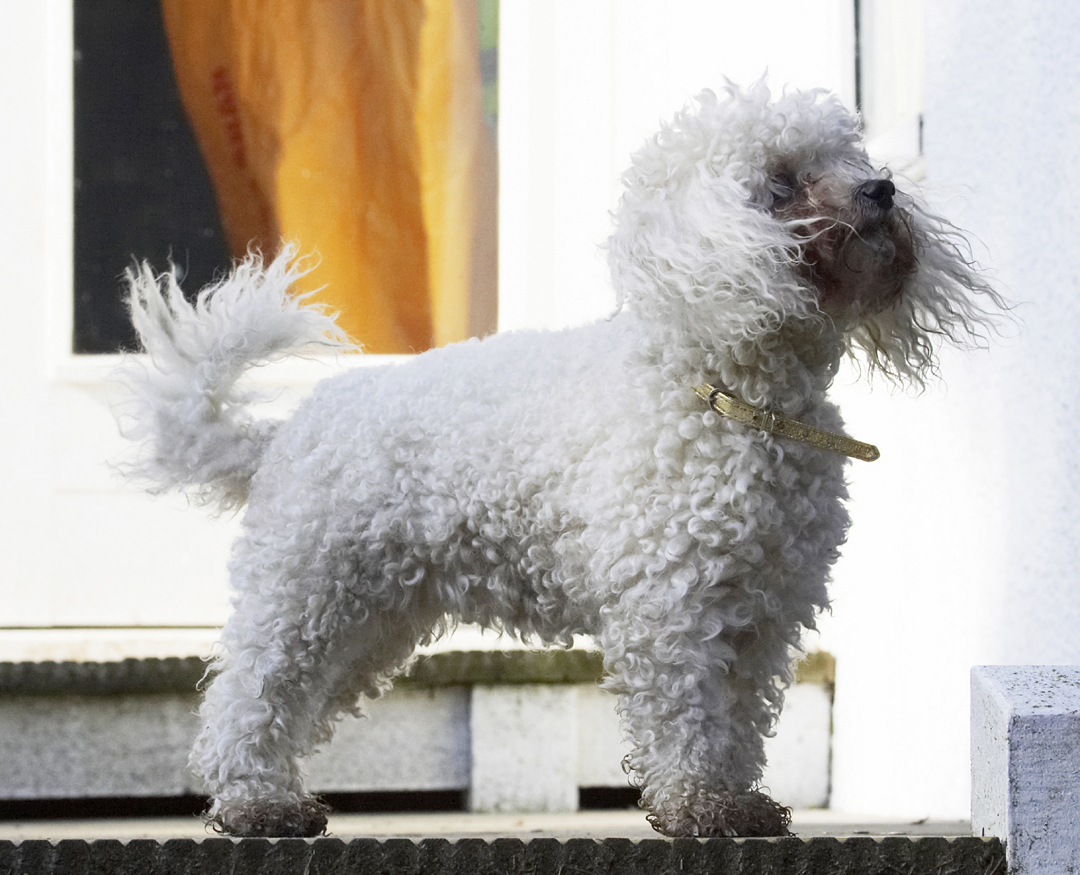 Animal, Animals, Bichon, Canine, Canines, Dog, Dogs, Frise, Land Mammal, Land Mammals, Morgan, Play, Playing, Playtime, Terrestrial Mammal, Terrestrial Mammals