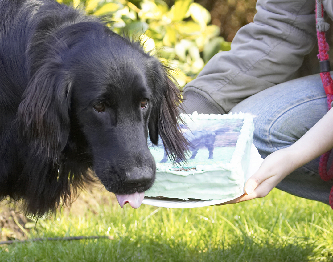 Animal, Animals, Birthday, Cake, Canine, Canines, Dog, Dogs, Flatcoated, Land Mammal, Land Mammals, Loki, Play, Playing, Playtime, Retriever, Terrestrial Mammal, Terrestrial Mammals, Tongue